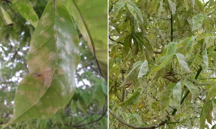 Bệnh phấn trắng